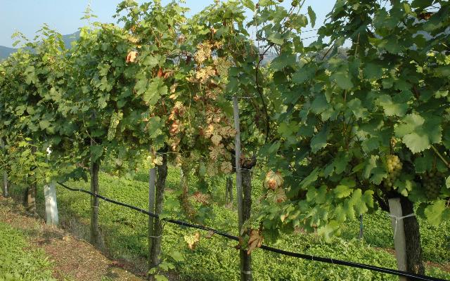 Fitoplazma crno drvo i ESCA - treba li odmah krčiti vinograde?