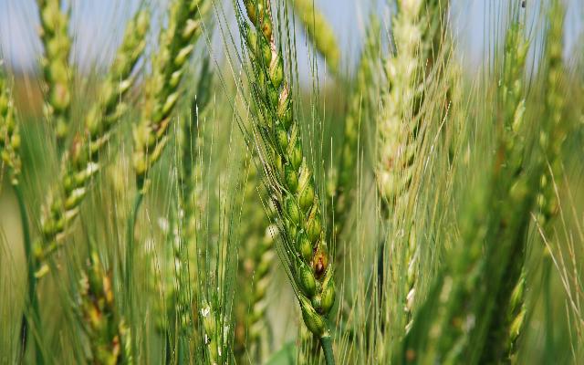 Zaštitite pšenicu od bolesti