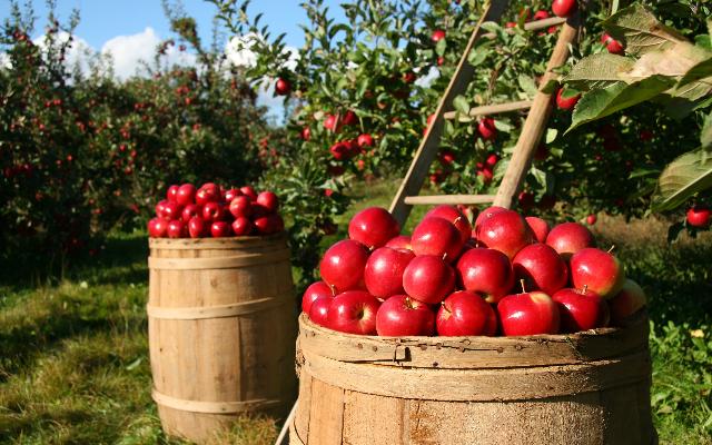 Gnojidba voćnjaka nakon berbe